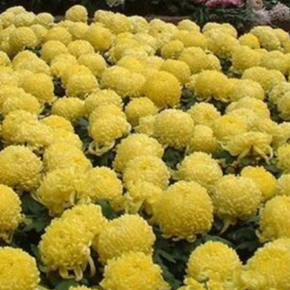 陶花仙苗木花卉 供應菊花苗 大黃菊 盆栽菊花苗