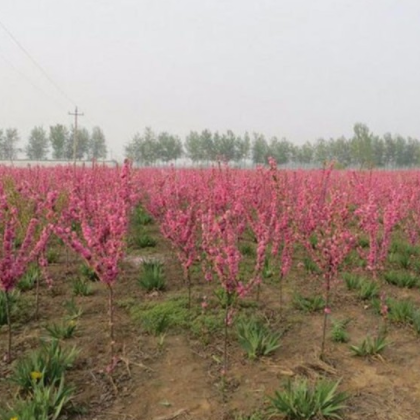 綠化苗木基地大量現貨供應 優質紅葉碧桃小苗 紫葉碧桃樹苗