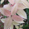 批發珍珠彩葉桂花苗 五彩桂花 彩葉樹 金桂苗 桂花苗 桂花樹苗