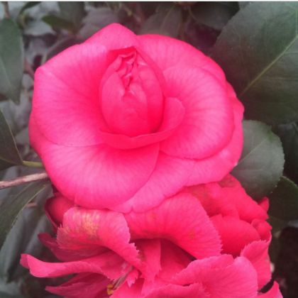 批發花仙子茶花盆栽苗 兩年苗 室內室外花卉盆景 空氣凈化苗木