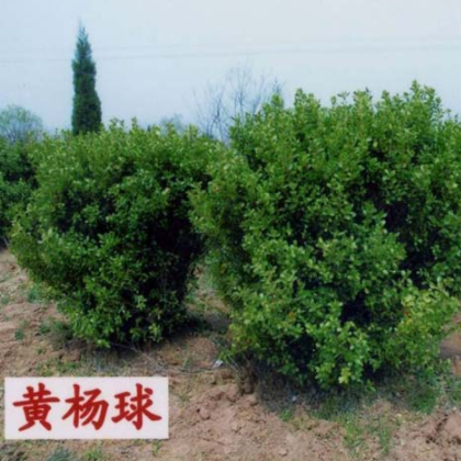 南陽金業苗木種植專業合作社出售黃楊