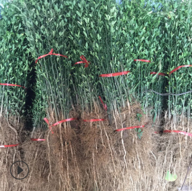 基地苗圃嫁接實生枸橘枳殼樹苗果園籬笆綠化苗木成活率高質量保證
