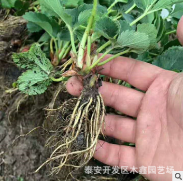 全明星草莓苗 價格低廉 品質優良 露天栽植草莓苗