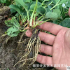 全明星草莓苗 價格低廉 品質優良 露天栽植草莓苗