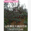 山東供應50公分紅香酥梨苗