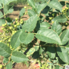泰安大紅袍花椒苗直銷 花椒苗木 品種優質 花椒樹苗