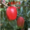 紅富士蘋果苗 酸甜可口 成活率高的蘋果苗規格齊全