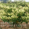北花一號魯豐一號金銀花苗樹形金銀花種苗藥用金銀花