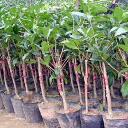 批發嫁接桂花苗 金桂 八月桂 桂花 芳香迷人當年開花3年苗