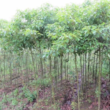 批發香樟樹 樹形優美 綠化苗木 工程苗 風景樹 園林綠化 香樟苗
