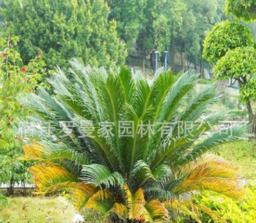 批發優質鐵樹種子 蘇鐵種子 發芽率高 量大從優