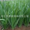 批發優質蔬菜種子四季播種韭菜種子 生長快 產量高