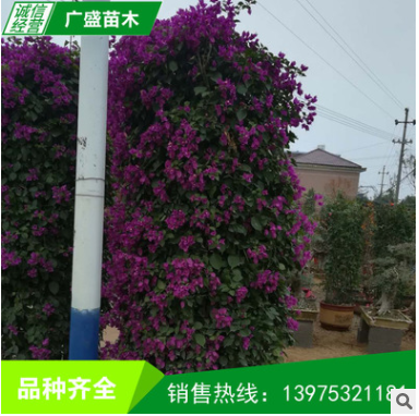 苗圃供應 三角梅景樁 紫花三角梅盆栽 又名賀春紅