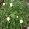 現貨批發優質高產白芍種子 中藥材芍藥芽 量大從優