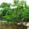 麻風樹種子價格 發芽率高 保質保量 林木種子 品種齊全 麻瘋樹