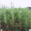 批發落葉松種子價格 顆粒飽滿 落葉松種子銷售 包發芽