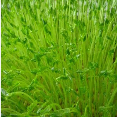 批發牧草蔬菜種子 蕎麥種子 苦蕎麥種子 品種齊全 價格從優