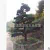 湖南苗圃 直銷黑松 造型黑松 價格優廉