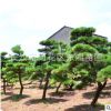 基地批發(fā)黑松樹苗 造型黑松樹 綠化工程 貨源充足 可大量批發(fā)