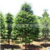 供應(yīng)南方高檔精品綠化景觀樹 紅豆杉樹苗 規(guī)格齊全 歡迎聯(lián)系