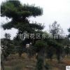 湖南基地直銷 造型杜英古樁 規(guī)格齊全