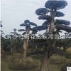 湖南基地直銷 造型紅桎木古樁 規(guī)格齊全