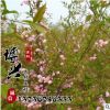 基地直銷各種小樹苗 綠化工程苗木供應(yīng)行道樹 易成活高桿櫻花樹苗
