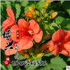 批發(fā)供應(yīng)優(yōu)質(zhì)美國凌宵花苗 攀援花卉 藤本植物 凌霄苗 基地發(fā)貨