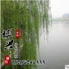 供應(yīng)各種優(yōu)質(zhì)樹木 青皮垂柳綠化工程苗木批發(fā) 基地直銷量大從優(yōu)