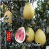 批發(fā) 高產水果樹苗蜜柚苗 地栽嫁接柚子樹苗柚子苗 紅心柚子苗