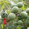 基地核桃苗直銷 果樹苗 薄殼核桃樹苗 當年結果 核桃嫁接苗