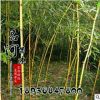 直銷工程綠化用竹 金鑲玉竹苗 批發(fā) 碧玉間黃金竹子苗 量大優(yōu)惠