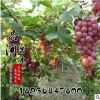 大量供應葡萄苗 新品種紅無核葡萄苗 克倫生無核葡萄 夏黑