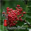 大量供應(yīng)優(yōu)質(zhì)綠化景觀大紅袍花椒苗 庭院種植盆栽地栽花椒苗木