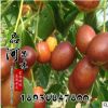 基地供應(yīng)果樹苗梨棗苗 細(xì)膩松脆口感香甜 量大從優(yōu) 速來選購