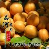 批發(fā)金太陽杏子樹苗 凱特杏樹果樹苗 庭院盆栽地栽杏子樹花卉植物