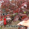 批發(fā)美人梅樹苗素心臘梅紅梅綠梅植物庭院盆栽基觀花灌木植物苗木