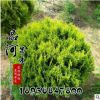 批發(fā)出售精品灑金柏球 苗圃批發(fā)庭院綠化苗木 四季常綠 灑金柏
