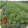 白皮松苗 綠化工程苗 白皮松 風(fēng)景樹 行道樹 白皮松基地供應(yīng)