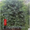 基地直銷優(yōu)質(zhì)烏桕規(guī)格齊全 綠化苗木 貨源充足 量大優(yōu)惠