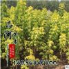 基地速生苗木金葉復(fù)葉槭小苗批發(fā) 工程綠化景觀嫁接復(fù)葉槭苗木