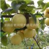 果樹(shù)苗 梨樹(shù)樹(shù)苗 嫁接苗 南方北方種植 當(dāng)年結(jié)果包郵梨樹(shù)苗