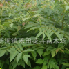 批發(fā)林木花卉種子新采黃山欒種子 北欒樹(shù)種子 別稱燈籠樹(shù) 搖錢(qián)樹(shù)