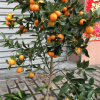 低價批發金桔小苗 盆栽地栽脆皮金桔苗 嫁接果樹苗綠化植物苗木