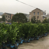 基地供應二年砂糖橘苗 田里栽培砂糖橘樹苗 庭院植物沙糖桔果樹苗
