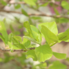 基地直銷各種個花色玉蘭 批發庭院植物 紫玉蘭 白玉蘭 歡迎選購