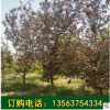 基地直銷綠化苗木西府海棠 北美海棠樹(shù)苗 嫁接西府海棠