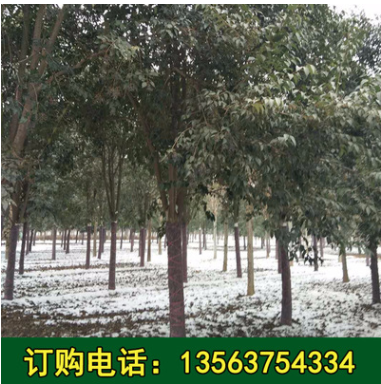 苗圃基地常年供應(yīng)12-20公分工程綠化苗木大葉女貞四季常青大葉女