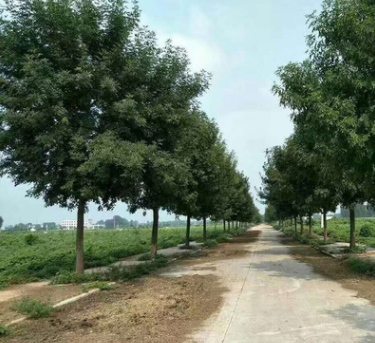 山東苗圃基地大量供應(yīng)白蠟苗 速生白蠟樹規(guī)格齊全