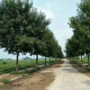 山東苗圃基地大量供應(yīng)白蠟苗 速生白蠟樹規(guī)格齊全